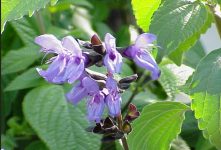 Imagem de uma planta chamada Sálvia